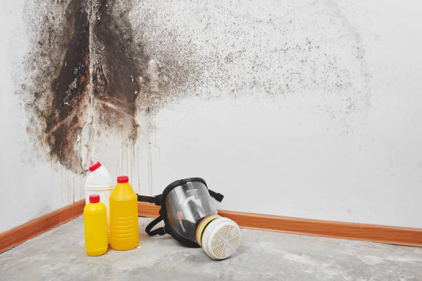 Reliable Mabank, TX Mold Removal Solutions