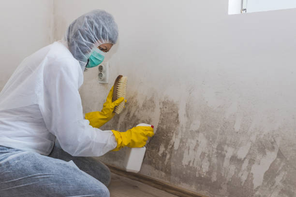Mold Testing and Removal in Mabank, TX