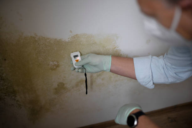 Best Home Mold Removal  in Mabank, TX